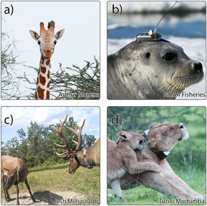 Telemetry collars fit to large animal research subjects come in a variety of different types. Panel a) depicts an ossicone-mounted telemetry tag on a giraffe (Giraffa camelopardalis). Panel b) shows a head-mounted telemetry tag on a harbor seal (Phoca vitulina). Panel c) illustrates telemetry collars on a female and male elk (Cervus elaphus). Panel d) depicts a telemetry collar on a female lion (Panthera leo).