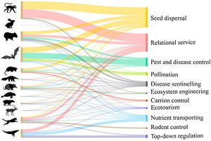 Number of species in each order or suborder delivering each of the 11 ecosystem services assessed. Lines connect orders or suborders to the services they deliver, with line thickness indicating number of species delivering the service. From top to bottom, the orders or suborder indicated by their silhouettes are Primates, Lagomorpha, Rodentia, Chiroptera, Didelphimorphia, Pilosa, Cingulata, Sirenia, Perissodactyla, Artiodactyla, Carnivora, and Cetacea.
