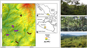 (a) Geographic location of the state of Guerrero in southern Mexico, (b) the study area in the municipality of Atoyac de Álvarez, and (c) the observation transects belonging to each type of land use. Overview of the (d) late forests, (e) coffee plantations, and (f) cattle pastures in the study area. Purple circles represent cattle pastures, brown circles represent coffee plantations, and green circles represent late forest sites.