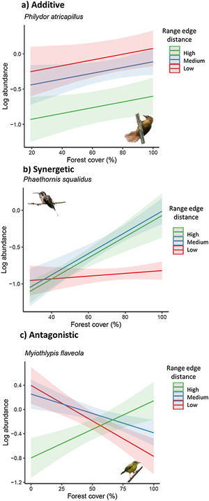 Response of bird species to habitat loss, fragmentation, and connectedness across their geographic range. (a) Additive effects between biogeographical and landscape metrics are observed in some species. (b) In interactive models, the strength and direction of population responses to landscape change vary due to synergistic interactions. (c) In interactive models, the strength and direction of population responses to landscape change vary due to antagonistic interactions. To visualize the marginal effects of continuous biogeographic metrics (range edge distance and environmental suitability index), we grouped them into three levels, including one above standard deviation (high), mean value (medium), and one standard deviation below the mean value (low). Shaded areas represent 95% confidence intervals. Legend: Log_abundance = log bird species abundance/100net-hours; forest cover (%) = proportion of landscape occupied by forest; connectedness index = physical connectedness of forest patches; environmental suitability index = geographic position classified according to environmental suitability (%); nearest distance = distance from the nearest edge of the species’ geographic range (log of distance). (Bird photos: Philydor atricapillus by nickathanas, Phaethornis squalidus by nickathanas, Myiothlypis flaveola by luizmrocha; all licensed under CC BY-NC-SA 2.0 or CC BY-SA 2.0).