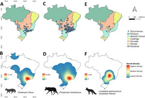 Occurrences of canids in urban areas throughout Brazil between 2010 and 2022, and the respective heatmaps based on Kernel approach showing spatial hotspots (highlighted in red) with high rates of occurrences. Canids species are: Cerdocyon thous (A-B), Chrysocyon brachyurus (C-D), Lycalopex gymnocercus and Lycalopex vetulus (E-F).
