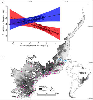 (A) Estimated relationship between thermal mismatch (significant interaction term: ‘elevation:annual temperature anomaly’) and pathogen prevalence. Partial residual plot of Batrachochytrium dendrobatidis (Bd) prevalence showing the estimates from the Generalized Linear Mixed Model with the highest Akaike weight. The color red represents lowland warm‐adapted hosts (10th percentile elevation centered on 20 m) and blue represents highland cool‐adapted hosts (90th percentile elevation centered on 1248 m). Points represent individual hosts screened for Bd, and shading shows 95 % confidence interval. (B) Geographical distribution of Bd-positive (purple triangles) and Bd-negative tadpoles (white dots) collected between 1963 and 2013 in the Southern Atlantic Forest.