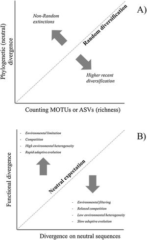 Theoretical interpretations of the deviations of Phylogenetic Diversity (PD) against richness (A) and of Functional Diversity against PD (B). For eDNA metabarcoding, richness is usually estimated by counting basic units such as Molecular Operational Taxonomic Units (MOTUs) or Amplicon Sequence Variants (ASVs), and functional diversity would be obtained by sequencing functional genes involved in adaptive metabolic or developmental pathways that could be directly driven by environmental variation.