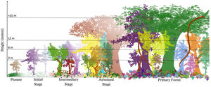 Successional stages, determined by tree height, established by the São Paulo State resolution to implement the Atlantic Forest Protection Law.