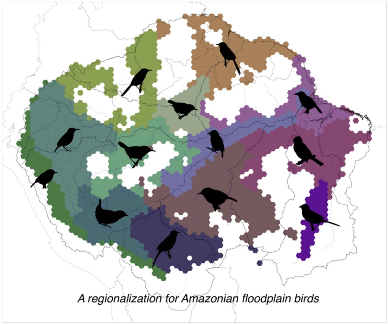 Patterns of endemism in Amazonian floodplain birds | Perspectives in ...