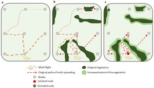 Conceptual diagram representing the spatial network in three hypothetical landscapes varying in complexity: (a) no-forest – network totally connected. A subset of all potential connections is represented, (b) existing forest cover – network connected but varying the original distance among nodes and (c) enhanced forest cover – network disconnected. In the diagram we assumed one starting node for moth spreading. The thickness of the path of moth spreading represents the effect of the distance among nodes.