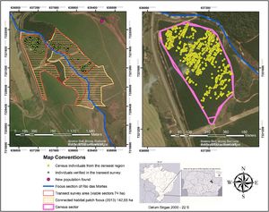 Individuals of Butia pubispatha recorded in the sampling area (left) and in the census sector, which was restricted to the area with the highest density of individuals.