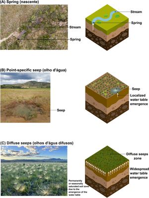 Types of water table emergence in the Cerrado: (A) Spring (nascente) – concentrated groundwater discharge that may give rise to a watercourse; (B) Point-specific seep (olho d’água) – localized, seasonal or permanent outcrop of the water table, with flow insufficient to form a watercourse; (C) Diffuse seeps (olhos d’água difusos) – widespread water table outcrops forming seasonally or permanently saturated soils, without visible surface water or watercourse formation. Note also the presence of diffuse seep-fed wet grassland in the background of Fig. 1B. Although all three types of ecosystems, where water table emerges in the surface, are legally recognized as PPAs under Brazilian law, their practical protection is uneven: springs are widely acknowledged and enforced; point-specific seeps are more likely to be protected in practice due to the presence of visible surface water; and diffuse seeps — despite sustaining NFWs such as campos úmidos and campos de murundus, and functioning as critical ecosystems for river discharge regulation — are systematically excluded. This gap results from both the mistaken assumption that seeps (olhos d’água) are synonymous with springs (nascentes), and a prevailing bias toward protecting features with visible surface water, which hinders the recognition of seep-dependent saturated soil zones. Photo credits: (A) Adriano Kirihara; (B) Armando Moraes da Silva; (C) Rafael Oliveira. Illustrations: by the authors.