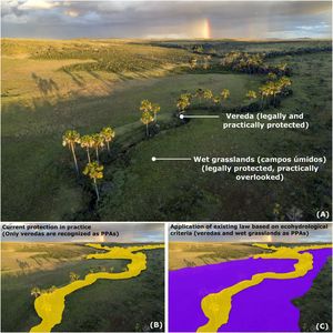Non-floodplain wetland (NFW) in the Cerrado. This example shows a case where a vereda occurs alongside adjacent wet grasslands (campos úmidos), although such co-occurrence is not always present. (A) Aerial image showing a vereda, characterized by scattered palm trees (Mauritia flexuosa) over a permanently or seasonally waterlogged area, and adjacent wet grasslands, which present a species-rich herbaceous cover without trees or shrubs, associated with permanently or seasonally saturated soils due to the water table rising close to the surface (diffuse seeps); (B) Current application of the law in practice, where only veredas (marked in yellow) are protected as Permanent Preservation Areas (PPAs), based on a specific provision in Brazilian law that explicitly lists veredas as PPAs; (C) Legally consistent — but not adopted — application of the law, recognizing all seep-fed NFWs as PPAs (marked in yellow and purple). According to Article 3, item XVIII of Law 12,651/2012, seeps (olhos d’água) are defined as permanent or seasonal outcrops of the water table. Article 4, item IV further establishes that seeps (olhos d’água), whether perennial or intermittent, are legally protected as PPAs. Therefore, NFWs with saturated soils from water table emergence (diffuse seeps) meet the legal criteria for protection. To identify the extent of wet grasslands (marked in purple) in the field, one must verify the presence of soils saturated by the water table and vegetation adapted to these conditions. A practical method to delineate the spatial extent of wet grasslands is to dig 30 cm into the soil at the peak of the rainy season; if water is present at that depth, it typically indicates a shallow water table and confirms that the area is fed by a seep, forming a wetland. Where water is absent at that depth, the area is likely outside the wetland boundary. Photo: André Dib. Illustration and visual overlay: by the authors (For interpretation of the references to colour in this figure legend, the reader is referred to the web version of this article).