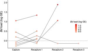 Individual variation in Batrachochytrium dendrobatidis (Bd) infection loads (log genomic equivalents of zoospores, GE) in Melanophryniscus admirabilis toads (lines connect the same individual). Values below zero indicate an uninfected sample. Recapture intervals varied between individuals, with the minimum being 75 days and the maximum being 3 years and 2 months.