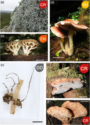 Brazilian threatened fungal species (including lichens). Parmotrema pachydermum (Hue) O. Blanco, A. Crespo, Divakar, Elix & Lumbsch. Photo by A.A. Spielmann (a). Rickiella edulis (Speg.) Pfister. Photo by G. Robledo (b). Ophiocordyceps ainictos (Möller) G.H. Sung, J.M. Sung, Hywel-Jones & Spatafora. Photo by Felipe Bittencourt (c). Stropharia venusta P.S. Silva, Cortez & R.M. Silveira. Photo by P.S. Silva (d). Fomitiporia nubicola Alves-Silva, Bittencourt & Drechsler-Santos. Photo by Kelmer Martins-Cunha (e). Bondarzewia loguerciae Salvador-Mont., Rajchenb., Kossmann, Bittencourt & Drechsler-Santos. Photo by Kelmer Martins-Cunha (f). Species categories are indicated within each image. Images without indicated credits are from the author’s personal archive. Scales: (a) = 10 cm; (b) = 2 cm; (c) = 2 cm; (d) = 2 cm; (e) = 5 cm; (f) = 10 cm.