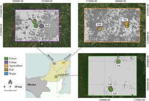 Location of the study regions (Mérida, Tizimín, Calakmul) and sampling landscapes in the Yucatán peninsula, Mexico. We characterized the landscape at the center of each sampling site into the following land cover classes: forest (green), urban (purple), agriculture and cattle farming (orange), soil (brown), and water (blue). Landscape names include a regional code (Me, Ti, Ca) followed by a letter indicating low (L), intermediate (I), and high (H) landscape modification. See Fig. 2 for a full description of the composition of each landscape.