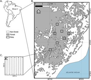 Study area (A), sampled plots (B), and transects within plots (C) surveyed using drones and ground-based methods for detecting maned sloths in the Praia do Forte district, Mata de São João, Bahia, Brazil.