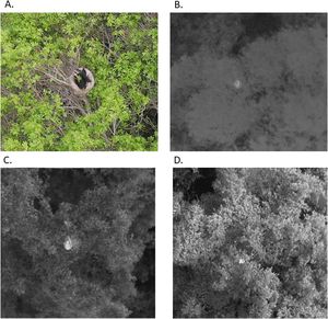 Images of maned sloths. (A) Visible (RGB) and (B–D) thermal infrared (TIR) images of sloths obtained with drones on sunny days at three different times: 6:00 AM (B), 8:00 AM (C), and 10:00 AM (D).