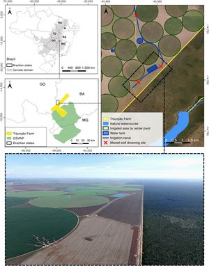Study area map, including its position within the Cerrado biome and at the border of the states of Minas Gerais (MG), Bahia (BA), and Goiás (GO), Brazil. The bottom image is an aerial photograph of the border between Fazenda Trijunção (preserved area in the right) and the property where maned wolves were found drowned in irrigation canals (intensive agriculture area in the left). This photograph was taken by César Leite, who kindly granted us permission to use it.