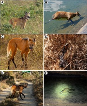 (A) Individual #1 ("Formoso") observed healthy in the Fazenda Trijunção region. Photo by Chiara Bortoloto, (B) Carcass of Individual #1 floating in the canal where it drowned. Photo by Bárbara Dias. (C) Individual #2 ("Nhorinhá") observed healthy in the Fazenda Trijunção region. Photo by João Bachur. (D) Carcass of Individual #2, recently removed from the canal where it drowned. Photo by Bárbara Dias. (E) Individual #3 ("Urucuia") observed healthy in the Fazenda Trijunção region. Photo by Bárbara Dias. (F) Carcass of Individual #3 at the bottom of the canal where it drowned. Photo by Carlos Eduardo Fragoso.