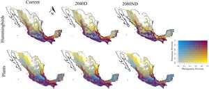 Bivariate maps showing the spatial patterns of taxonomic and phylogenetic diversity for hummingbird and plant species under current climate conditions and projected future scenarios (2040 and 2080) based on an intermediate shared socio-economic pathway scenario (SSP3 7.0) and two dispersal assumptions (D: contiguous dispersal vs. ND: non-dispersal). For a detailed description of the geographic boundaries and location of the 17 Mexican ecoregions used in this study, see Appendix S2.