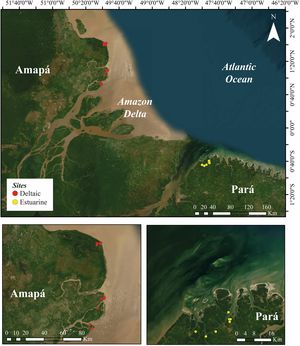 Location of deltaic and estuarine mangrove forests sampled in the Amazon Delta.