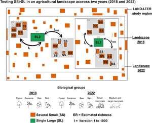 Landscapes analysed in the LAND LTER experiment in 2018 and 2022 and the method to calculate estimated species richness. The green squares represent the single large (SL) areas of natural vegetation, and the orange squares represent the several small areas of natural vegetation (SS) sampled within the landscape. The matrices are crop fields of soybean, corn, and pasture (Santos et al., 2021), represented by white colour. In 2018, the function compared the estimated richness of different taxa (birds, forests, savannas, and Euglossini bees) between the SL1 and a set of randomly selected SS natural vegetation with the same area (grey squares) of SL1 for 1000 times (T1 to T1000). In 2022, the function compared the estimated richness of different taxa (birds, forests, savannas, Euglossini bees, and small, medium, and large-sized mammals) between SL1 or SL2 and a set of SS natural vegetation areas with the same area (grey squares) of SL1 or SL2 for 1000 times (T1 to T1000). The Single Large 1 (SL1) corresponds to the same protected area in both years, and Single Large 2 (SL2) is also a protected area.