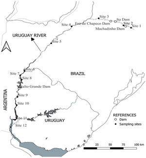 Location of the 12 sampling sites along the Uruguay River. From headwaters to mouth: site 1-MPB: Barracão; Site 2-MR: Marcelino Ramos; Site 3-IMO: Mondaí; Site 4-ALE: Alecrim; Site 5-SB: São Borja; site 6- BU: Bella Unión; Site 7-IZ: Isla del Zapallo; Site 8-BEL: Belén; Site 9-GVY: Guaviyú; Site 10-PAY: Paysandú; Site 11-LC: Las Cañas; Site 12- PG: Punta Gorda. The location of sampling sites is represented by black circles; the location of dams is represented by white circles. Sites 1 to 5 are in Brazil, sites 6 to 12 were sampled from the Uruguayan side of the river.