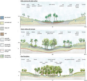 Soil, vegetation, and hydrological characteristic in cross-sections of valley forms with peat, adapted from Nunes da Cunha et al., 2024; vegetation not to scale. See Box B for description.