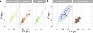 δ15N and δ13C isotopes of condor feather samples from Tierra del Fuego separated ad hoc by site (A) and clustered in marine and terrestrial groups (B).