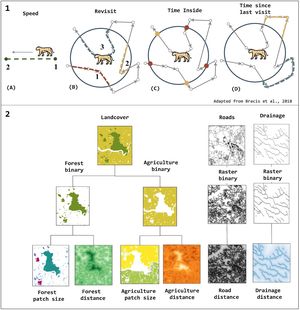 Variables used in this study. (1) Movement patterns used as response variables: (A) We measured speed from one point to another, and (B) Revisit is the number of trajectories made within a radius of 250 meters, (C) The time spent on each visit, considering entry and exit time, and (D) the time spent returning to the 250-meter radius (figure adapted from Bracis et al., 2018). (2) Environmental explanatory variables: land cover data was reclassified into binary layers, and the distance from drainage and from roads was calculated from vector shapefiles transformed into raster layers. The landscape metrics (Patch size and distance of the variables) were derived from the binary maps (forest/non-forest and agricultural and non-agricultural areas).