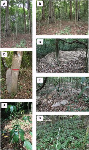 Images taken during the implementation of permanent forest plots in impacted and non-impacted areas as part of the MATI protocol in 2023. We observed the understory of the igapó forest in the control area (Fig. 2A and B) and compared it with impacted areas, where clear alterations are noticeable, such as increased number and quantity of leaf-cutter ants nests (Fig. 2C and E), and termite nests (Fig. 2D), increased seedling density in the understory (Fig. 2F), and the presence of species plants that typically occur in non-flooded areas, such as Didymopanax morototoni (Aubl.) Decne. & Planch. (Fig. 2F) and Adiantum argutum Splitg. (2G).