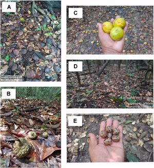 Pictures from the MATI-VGX network, taken by Indigenous and ribeirinhos researchers documenting fruits dispersed by water (hydrochory or dispersal through aquatic fauna etc.). The pictures are taken during the period of Feb-April, in which the forests were expected to be flooded under undisturbed hydrological regimes. Note that the fruits are in dry ground of igapós under the influence of reduced water flow due to the diversion of the water of Xingu River caused by Belo Monte Hydropower Plant. All the records are automatically dated and georeferenced using the app Timestamp. Location and popular names can be added manually. (A) Arapari - Macrolobium acaciifolium (Benth.) Benth; (B) Annona sp. (C) Golosa - Chrysophyllum cuneifolium (Rudge) A.DC.; (D) Cajá - Spondias mombin L.; (E) Seringa - Hevea guianensis Aubl.