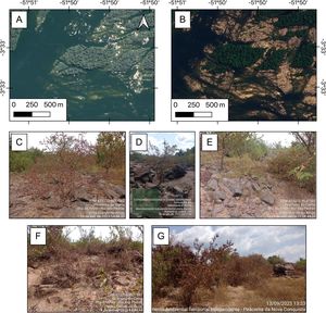 Vegetation conditions in Volta Grande do Xingu viewed from satellite images and from the ground. A and B represent images of islands with flood-adapted vegetation before and after the dam construction. Both compositions are from the June/July period, which would corresponds to the end of the high-water season before the dam was established. (A) Bing image, July 2005 (source Google Earth Pro); (B) Planet, June 2021 (accessed by Public Federal Ministry, Altamira, Brazil - MPF). (C–G) - Vegetation mortality in sarobal formations documented by MATI Indigenous and ribeirinhos researchers using automatically georeferenced pictures taken from a mobile device.