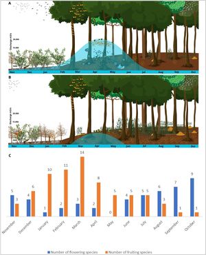 Illustrative scheme representing a seasonally flooded ecosystem before the diversion of the waters of the Xingu River by the Belo Monte Hydroelectric Dam (A) and after the dam