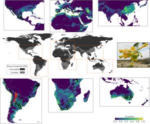 The central image represents a map of the current potential distribution of Nicotiana glauca depicting presence and absence areas defined by the application of the 5% threshold. Surrounding panels show continuous habitat suitability values in selected regions, highlighting fine-scale variation in model predictions. Species occurrence points are overlaid: red dots indicate records within the native range, while black dots represent occurrences in the invaded range. Photography: E.A. Issaly. N. glauca inflorescence bearing ornithophilous tubular flowers, typically greenish-yellow to the human eye.