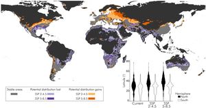Changes in climatically suitable areas for Nicotiana glauca under future (2041–2060) scenarios (SSP 2-4.5 and SSP 5-8.5), based on binarized maps using a 5% threshold. Grey indicates areas that remain suitable across all scenarios (“stable”). Light orange and orange represent new suitable areas gained under SSP 2-4.5 and SSP 5-8.5, respectively. Light violet and violet show areas that were suitable under current conditions but become unsuitable under SSP 2-4.5 and SSP 5-8.5, respectively. Violin plots show the distribution of suitable pixels across absolute latitude for each scenario, revealing a potential poleward shift in the species