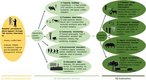 Flow chart illustrating the methodology followed in this study, which includes four main stages: (I) conflict level assessment; (II) intervention actions; and (III) evaluation. Intervention actions comprised: (1) capacity building; (2) predation deterrents; (3) community monitoring; (4) environmental education; and (5) informative talks. The evaluation was based on four aspects: (1) number of predation cases before and after the intervention; (2) cost–benefit analysis of predation deterrents; (3) jaguar occurrence in the intervened ranches; and (4) changes in jaguar acceptance before and after the intervention.