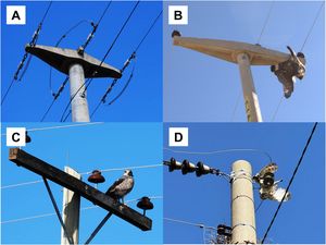 Examples of different designs of power line poles where birds were documented electrocuted (Table 1). A = ID 1, three-phase power line, concrete pole and crossarm, and a jumper wire (© Diego Gallego-García); B = ID 2, three-phase power line, concrete pole and crossarm with pin insulators (an immature Chaco eagle, Buteogallus coronatus electrocuted) (© Carlos Robledo); C = ID 8, three-phase power line, wood pole and crossarm with pin insulators, lightning rod on top of the pole (an adult Black-chested Buzzard-eagle, Geranoaetus melanoleucus perched on the crossarm) (© José Hernán Sarasola); D = ID 9, single-phase power line, concrete pole, and a jumper wire (an adult Barn-owl, Tyto alba electrocuted) (© Mauricio Rossanigo). All designs have the wires above the crossarm (Table 2).