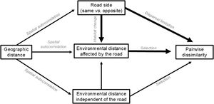 Causal diagram showing expected relationships between compositional dissimilarity, roadside, environmental distance, and geography distance across community pairs under the influence of a road. Boxes represent variables; arrows represent causal effects; and labels on arrows represent processes involved in the effect. The total effect of the road is its direct effect plus its indirect effect through environmental distance.