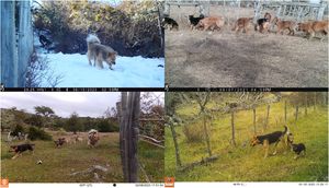 Adult feral dogs and pups photographed by camera-traps.