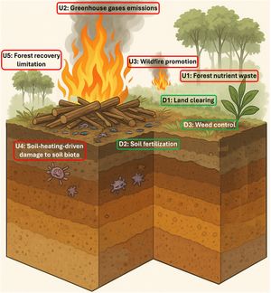 Hypothetical desired (D, in green) and undesired (U, in red) effects of fire induced by slash-and-burn agriculture in the tropics. (For interpretation of the references to color in this figure legend, the reader is referred to the web version of this article).