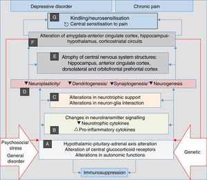 Stress, general illness and genetic factors are the terrain in which the processes that converge into clinical manifestations of depression, anxiety, pain and insomnia are triggered. They begin with autonomic alterations and in the neuroendocrine axis (A) that trigger neurochemical changes (B) and changes in the trophic support (C), which generates microstructural (D) and later macrostructural (E) and functional (F) alterations, establishing a pathological complex (G) that can be common to the four clinical manifestations. Note the perpetuation of the psychopathological phenomenon resulting from the influence of (F) on (A) (double red lines).