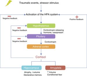 Hypothalamic–pituitary–adrenal (HPA) axis.