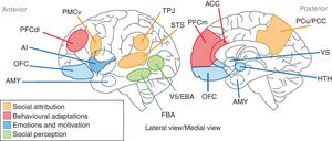 Representation of the anatomical areas involved in SC. The anatomical territories linked to the processes of social attribution are shown in yellow. The areas associated with behavioural adaptations are in red. The blue regions are where the processes related to emotions and motivation take place. Participation in sensory perception processes is attributed to the areas shown in green. AI: anterior insula; AMY: amygdala; FBA: fusiform body area; OFC: orbitofrontal cortex; PCC: posterior cingulate cortex; PCu: precuneus; PFCdl: dorsolateral prefrontal cortex; PFCm: medial prefrontal cortex; PMCv: ventral premotor cortex; STS: superior temporal sulcus; TPJ: temporoparietal junction; VS: ventral striatum.