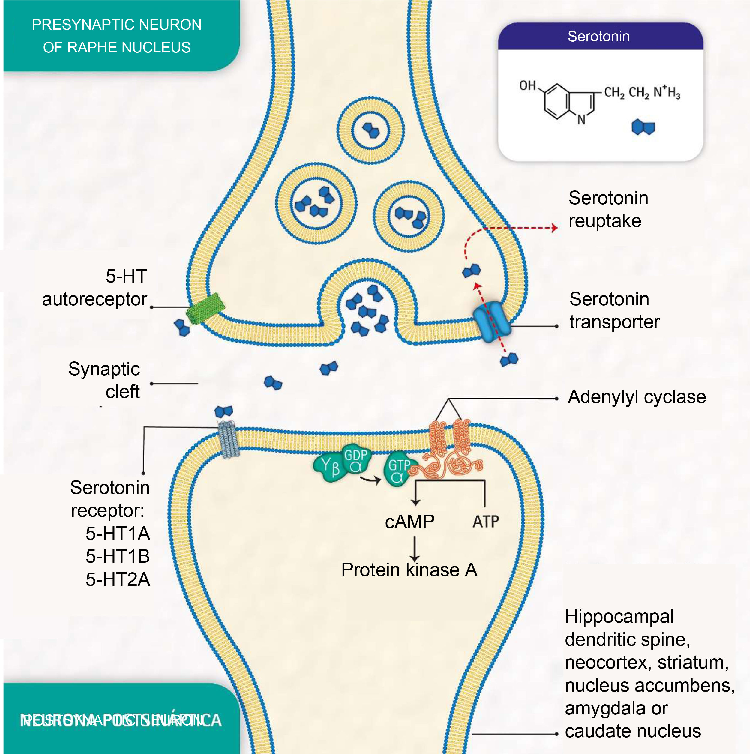 Effects Of Serotonin Transporter And Receptor Polymorphisms On Effects Of Serotonin Transporter And Receptor Polymorphisms On