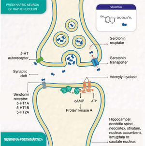 Molecular processes of serotonin biosignalling: serotonin release by the presynaptic neuron; binding of serotonin to one of the receptors on a postsynaptic neuron; activation of protein G, adenylyl cyclase and protein kinase A; formation of cyclic adenosine monophosphate (cAMP); serotonin reuptake by the serotonin transporter in the presynaptic neuron; and serotonin autoreceptor in the presynaptic neuron. (Representation made by the authors and designed by Melissa Zuluaga Hernández).