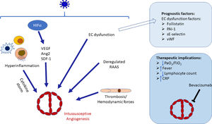 Schematic diagram of the stimuli interactions that drive intussusceptive angiogenesis occurrence in COVID-19. In a synergic way, hypoxia-induced angiogenic factors, including VEGF, SDF-2 and Ang-2, hyperinflammation and cytokine storm, thrombosis and associated hemodynamic changes and RAAS dysregulation will trigger intussusceptive growth in COVID-19 patients. Factors implicated in endothelial dysfunctions may be used as prognostic factors. Splitting angiogenesis may therefore be a therapeutic target in COVID-19. EC, Endothelial cell; HIF1α, Hypoxic-inducible factor 1α; VEGF. Vascular endothelial growth factor; Ang2, Angiopoietin-2, SDF-1, Stromal-derived factor-1, RAAS, Renin-angiotensin-aldosterone system; PAI-1, Plasminogen activating inhibitor-1; E-selectin, Endothelial-leukocyte adhesion molecule; vWF, von Willebrand factor; CRP, C reactive protein.