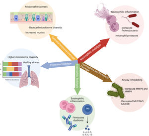 Disclosed endotypes for patients with chronic obstructive pulmonary disease (COPD), bronchiectasis and COPD-bronchiectasis association. The five groups are based on: 1) neutrophilic inflammation associated to NETosis; 2) proteolytic remodelling; 3) Th2 high responses associated to eosinophilic inflammation; 4) regulated inflammation; 5) mucus hypersecretion.