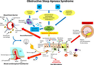 Putative effects of OSA, characterised by intermittent hypoxia and sleep fragmentation, on the Microbiota Gut-Brain-Axis (BGMA), and the downstream effects of such changes on the emergence of systemic inflammatory processes that promote Atherosclerotic Disease and metabolic morbidities.