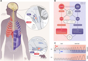 Summary of the study hypothesis. Panel A. Anatomical organization of the brainstem respiratory network in humans (left and top), inferred from analogies with rodent data and human data (see Schwarzacher, S. W., U. Rub and T. Deller 2011, reference 39 in the manuscript for the putative localization of the human pre-Bötzinger complex (preBötC); see Levy, J., F. Droz-Bartholet, M. Achour, P. Facchinetti, B. Parratte and F. Giuliano 2021, reference 15 in the manuscript for the putative location of the retrotrapezoid nucleus [RTN]). The image shows the localisation of the hypoglossal motor nucleus (XII), the nucleus ambiguus, the facial motor nucleus (VII), the inferior olive (IO), the lateral reticular nucleus (LRN), the parafacial respiratory group (pFRG) which contains the ventral parafacial nucleus (pFV, originally and still most often referred to as the RTN) and the lateral parafacial nucleus (pFL), and the ventral respiratory column (VRC) which contains the preBötC. The Fig. follows the hypothesis that the preBötC mostly drives inspiratory muscles (diaphragm and external intercostal muscles, shown in red) and that the pFRG mostly drives expiratory muscles (internal intercostal and abdominal muscles, shown in blue). Panel B. Conceptual representation of the organisation of respiratory central pattern generators, with inspiratory-related circuits shown in red and expiratory-related circuits shown in blue. The rostral ventral respiratory group (rVRG) contains inspiratory neurons and premotor neurons. The caudal ventral respiratory group (cVRG) contains expiratory premotor neurons. This organisation mainly involves three essential components: 1) an (inexorable) inspiratory oscillator in preBötC that drives inspiration by exciting inspiratory premotor neuronal populations, e.g., rVRG and parahypoglossal region (XII), and inhibits pFL; 2) a (conditional) expiratory oscillator in pFL that gates and drives expiration by exciting expiratory premotor neuronal populations, such as cVRG and XII, and assures alteration of phases by exciting neurons that inhibit preBötC, e.g., inhibitory neurons in either the preBötC or BötC; and 3) a source of tonic drive in pFV (RTN) which derives from dorsal progenitor cells that express paired-like homeobox 2B (PHOX2B) that are able to detect signals related to CO2 and/or pH levels (possibly with the involvement of glia) and integrates other sensory afferents affecting respiratory drive, via excitatory connections to preBötC, BötC, and respiratory premotor neurons, such as rVRG, cVRG, and XII. Respiratory muscles are activated at a certain frequency (FB) and intensity to generate tidal volume (VT). The excitation of rVRG activates inspiratory muscles that produce the inspired component of tidal volume (VTi), at rest and its exercise-related increases. The excitation of cVRG activates expiratory muscles that produce the expired component of tidal volume (VTe), particularly during exercise. Panel C. Tidal volume (VT) dynamics at rest and during exercise in healthy humans (“controls”, top) and patients with congenital central hypoventilation syndrome (“CCHS”, bottom). At rest, inspiration is active and expiration is passive, breathing therefore occurring above functional residual capacity (FRC) defined as the respiratory system relaxation volume (dotted horizontal line). An inspiratory reserve volume (IRV) separates the end of tidal inspiration from full inspiration, and an expiratory reserve volume (ERV) separates the end of tidal expiration (i.e. FRC) from full expiration. The human ventilatory response to exercise is primarily achieved through an increase in tidal volume (VT) that encroaches on both IRV and ERV through the recruitment of inspiratory and expiratory muscles, as depicted on the top trace. Assuming that the human organisation of respiratory rhythmogenesis is similar to that described in rodents, we reasoned that PHOX2B-related RTN/pFRG dysfunction in CCHS patients would result in defective exercise-induced expiratory recruitment. The figure is original and based on a drawing commissioned to and contributed by artist Pierre Bourcier (Paris, France).
