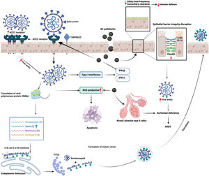 Mechanisms underlying the interaction between air pollution and SARS-CoV-2 infection at cellular level. Air pollutants disrupt the epithelial barrier integrity together with reducing ciliary beat frequency that impairs mucociliary clearance and facilitates the viral entry. Air pollutants also augment the entry of SARS-CoV-2 by inducing the expression of the angiotensin converting enzyme (ACE)2 receptor. Furthermore, they induce the production of reactive oxygen species (ROS) in the host cell, which could lead to cellular injury and apoptosis. Viral proliferation together with increased levels of ROS triggers cellular damage that could lead to severe clinical conditions such as acute respiratory distress syndrome (ARDS). IFN, interferon; TMPRSS2, Transmembrane protease, serine 2. (The figure is original and was created using BioRender.com).
