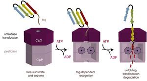 ClpXP protease model of substrate recognition, unfolding, and degradation function. The peptide tag binds to the axial pore of ClpX. Subsequently, ClpX unfolds the substrate, with energy provided by ATP, and translocates the unfolded polypeptide to ClpP, which mediates proteolysis. Reprinted with permission from Baker et al.23 and Biochim. Biophys. Acta (Elsevier, Inc.).