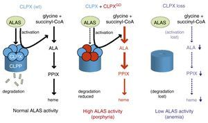 A model for how ClpXP regulates ALAS function and heme production. Under normal conditions (left), ClpX unfoldase activity is needed for PLP insertion and activation of ALAS proteins. ClpP mediated degradation constitutes negative feedback regulation in response to high heme levels.27 In EPP patients with the heterozygous G298D ClpX dominant negative mutation, active ALAS2 is unable to be shuttled to ClpP for degradation, resulting in excess production of intermediates (middle).27 In contrast, the complete absence of ClpX not only reduces degradation but also fails to activate ALAS. This causes a profound loss of heme production and anemia (right).26 Reprinted with permission from and Yien et al. and Proceedings of the National Academy of Sciences (PNAS).